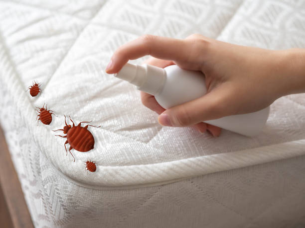Best Ant Control Services  in San Bruno, CA