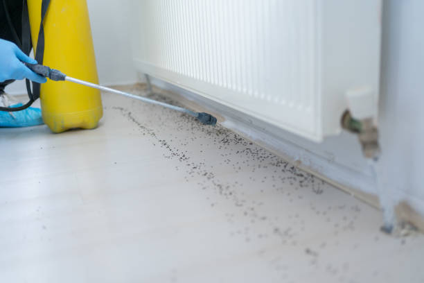 Best Affordable Pest Control Services  in San Bruno, CA